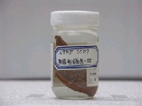 藏品(環紋蝙蝠棘茄魚)的圖片